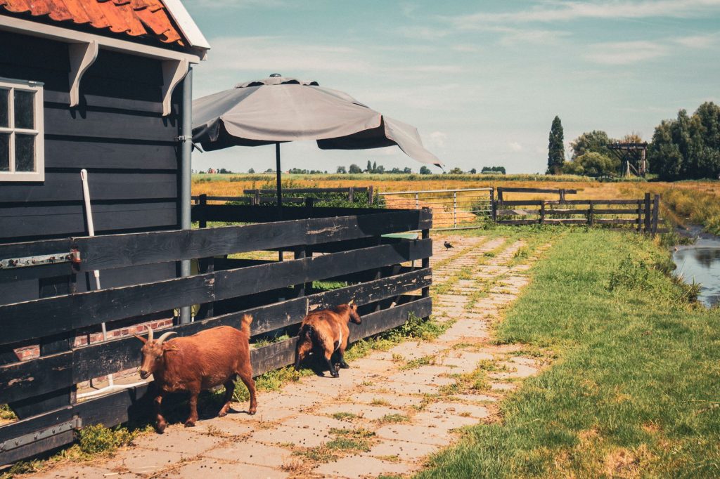 Does Goat Do Refunds For Your New Sneaker Problem
